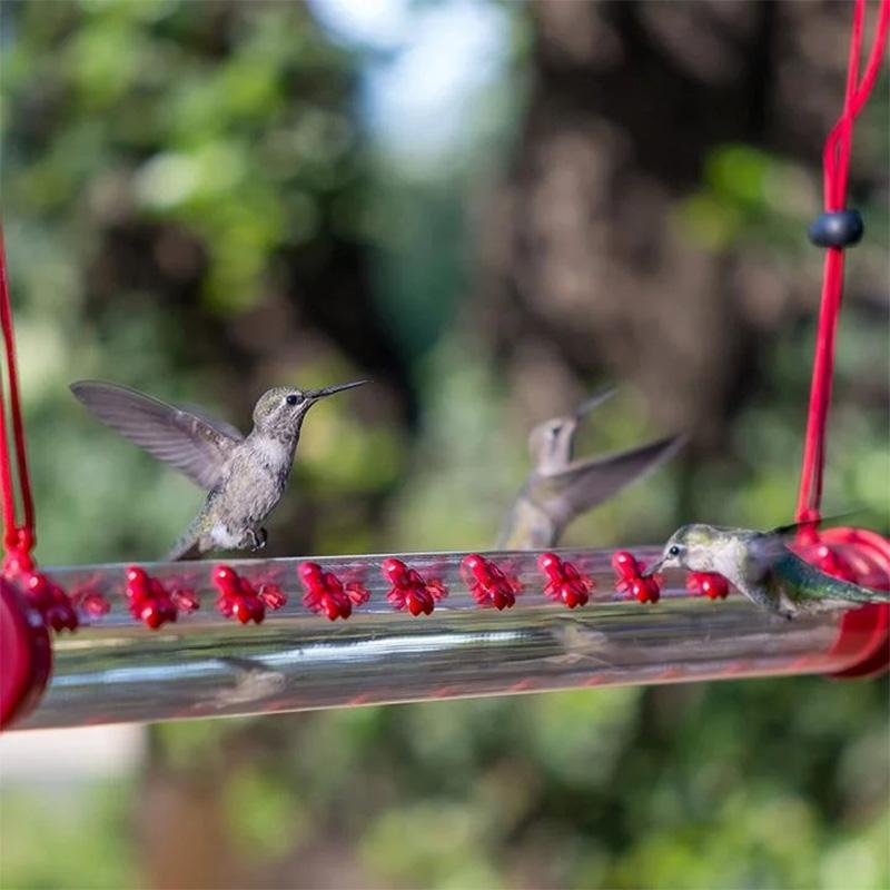 Hengende Hummingbird-mater